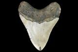 Fossil Megalodon Tooth - North Carolina #101308-2